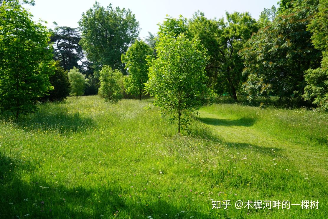 英国花园中的生态草本植物群落野花草甸