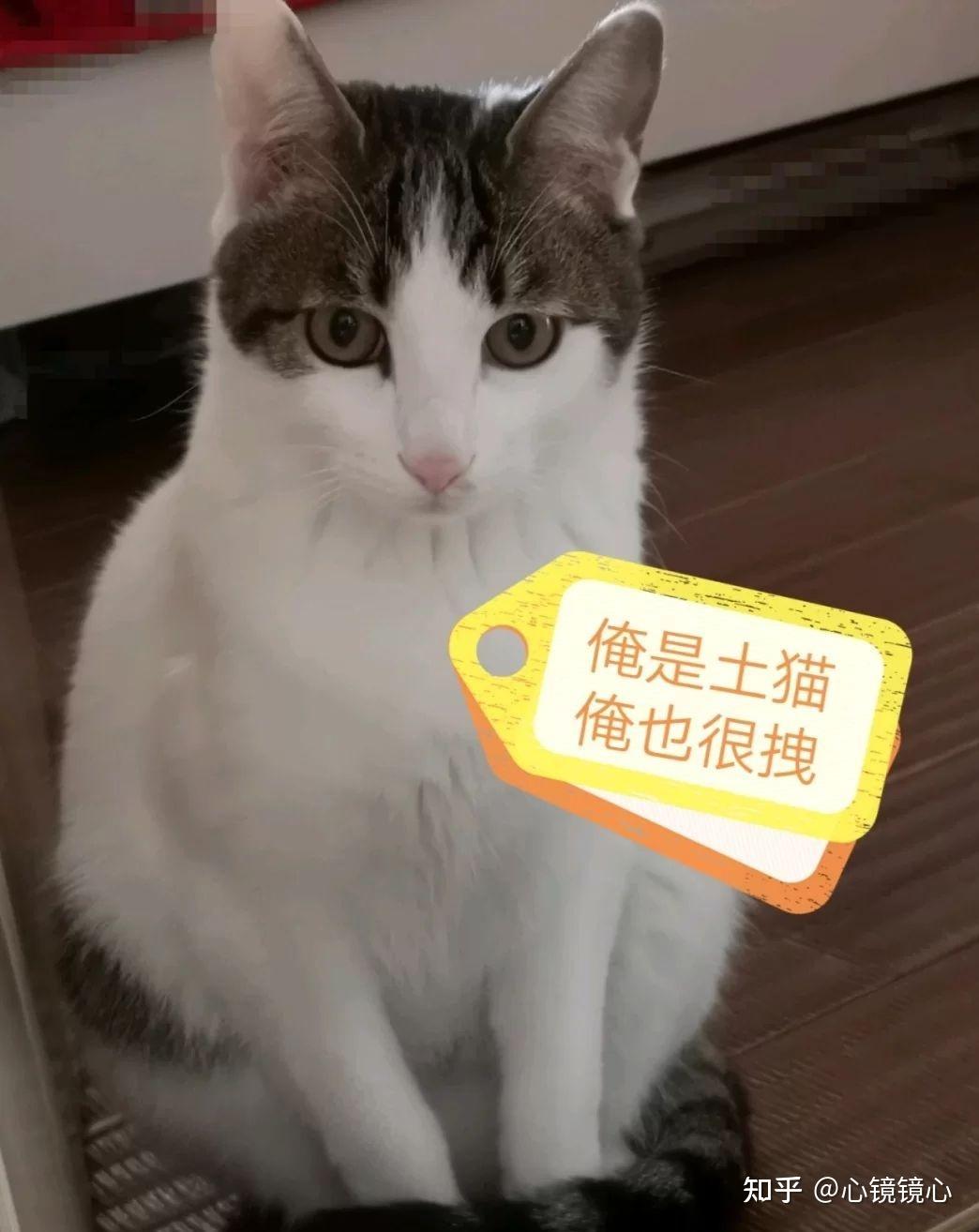 我为什么喜欢养土猫 - 知乎