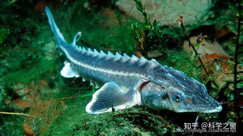 咸水鱼和淡水鱼是如何在大洪水期间存活? - 知乎