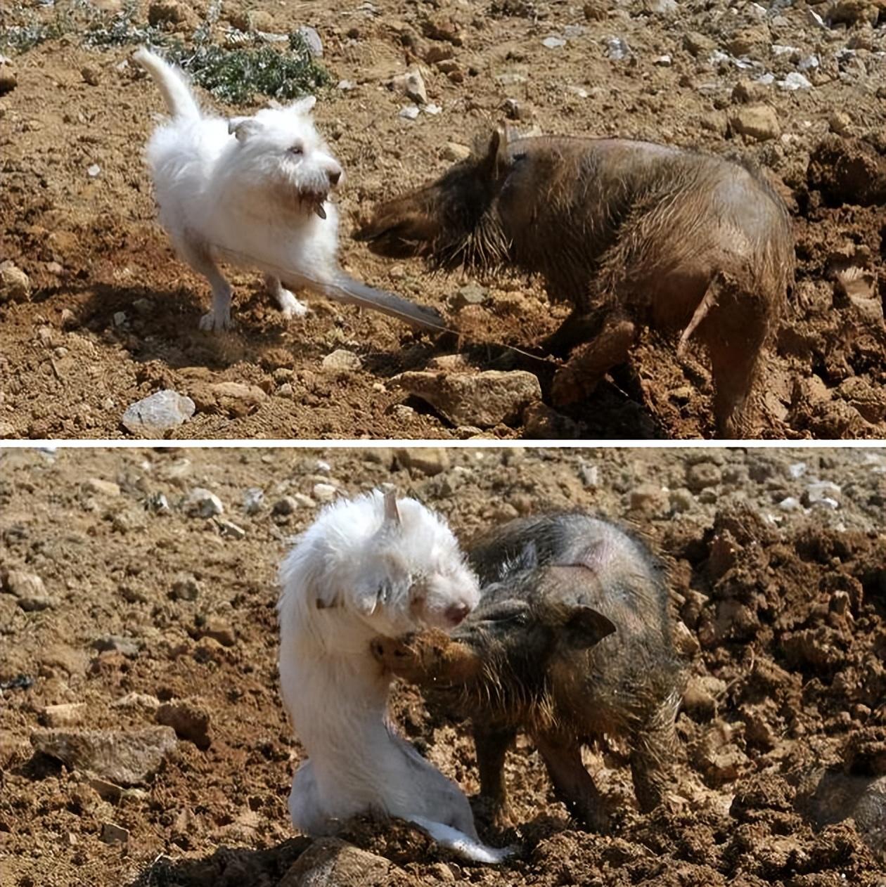 好猎犬何须外国找,贵州有种叫白龙的狗,一条就能干翻头野猪 