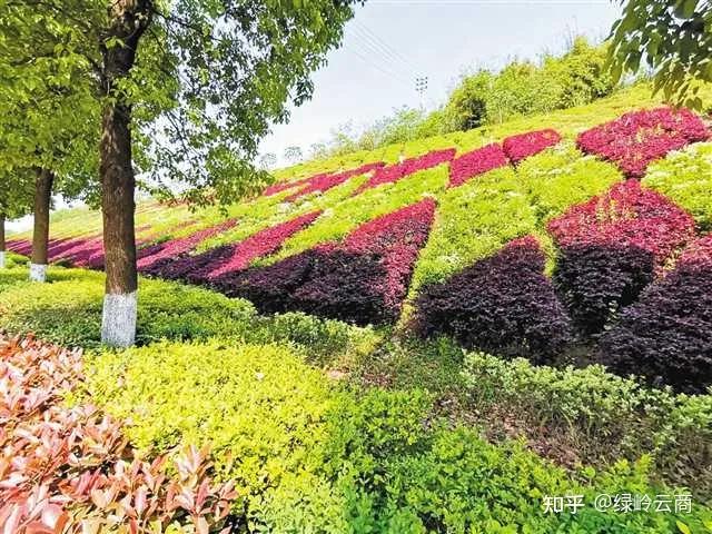 草,灌木,花混播边坡绿化植草技术方案 - 知乎
