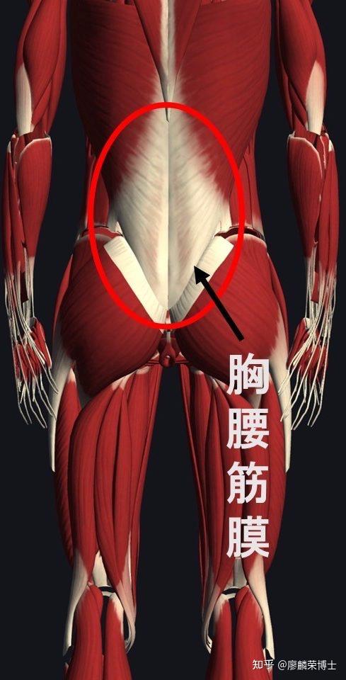腰筋位置图片