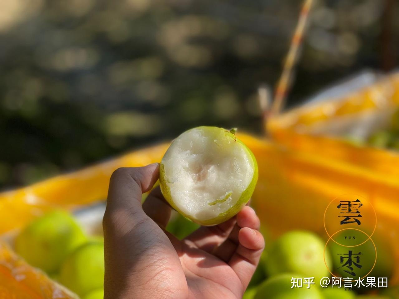 景洪苹果枣图片