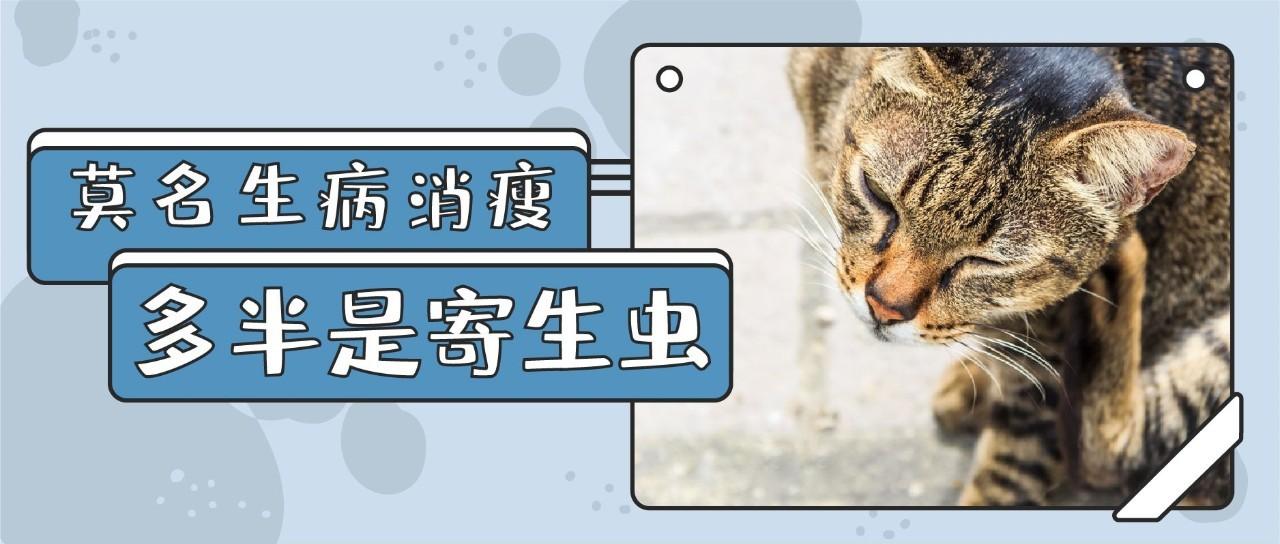 猫咪出现哪些症状，就要排查寄生虫了？ - 知乎