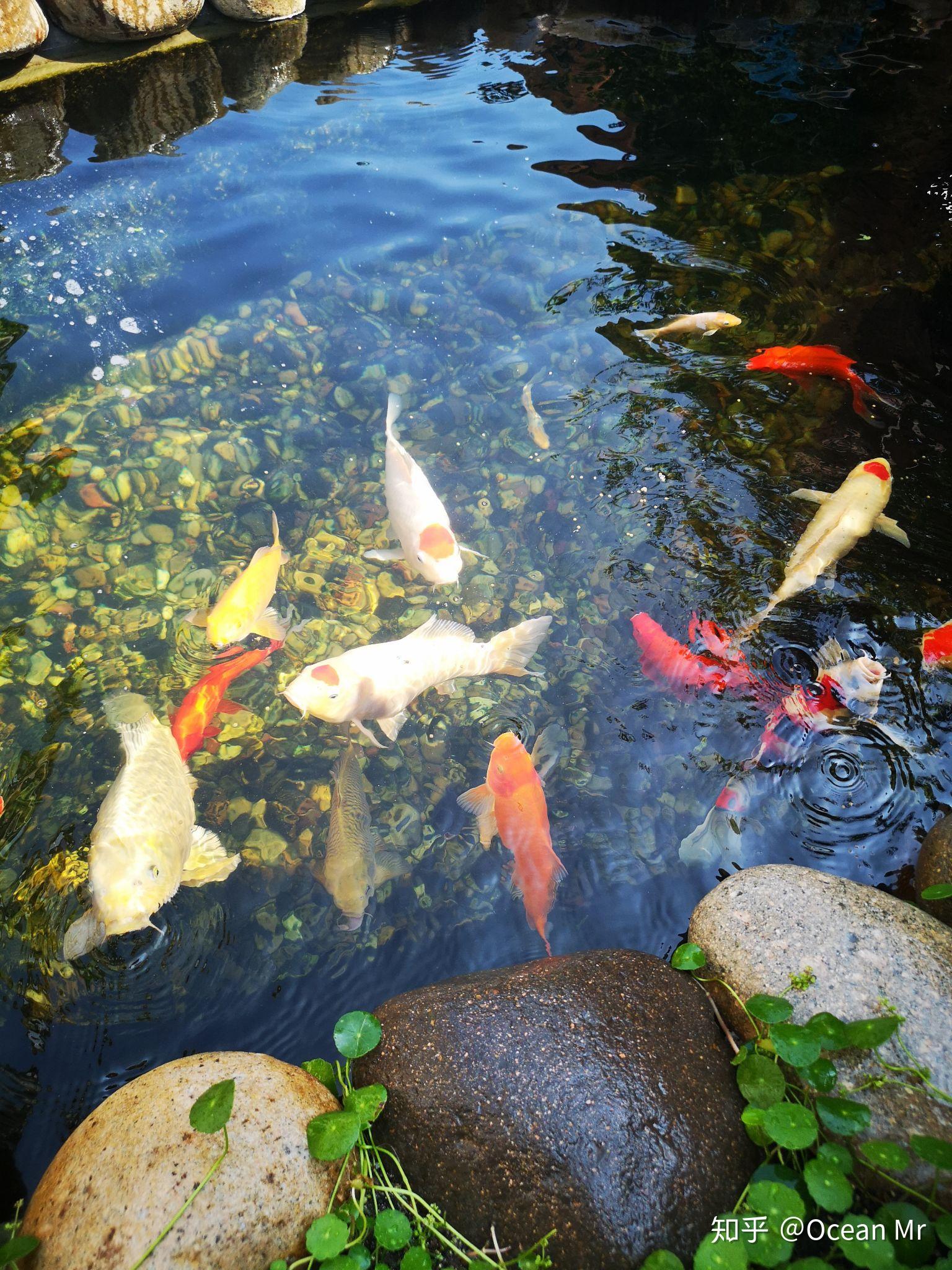 惊艳了时光的锦鲤鱼池设计：带你看看庭院锦鲤梦是如何实现的！ - 知乎