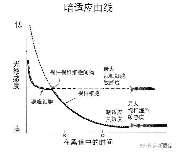 谷谷给你解析视觉形成原理 - 知乎