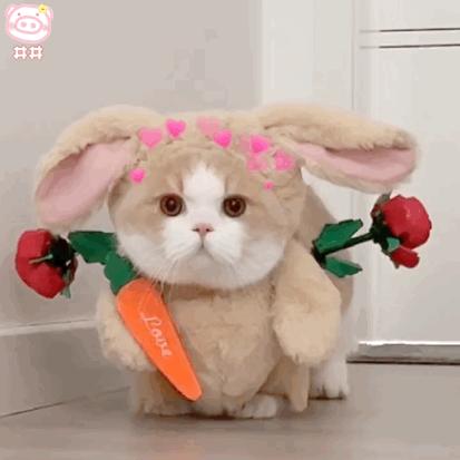 布偶猫咪豆包拿铁表情包丨穿衣服的兔子猫表情包