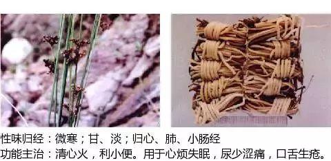 500余种中草药图  第174张