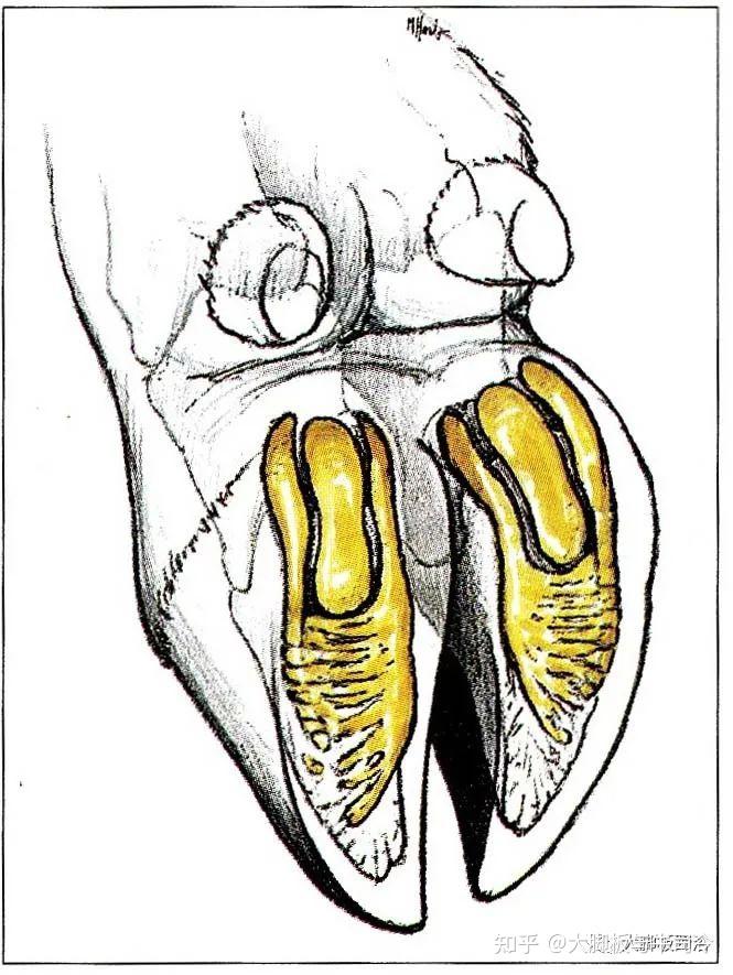 牛蹄的结构解剖图图片