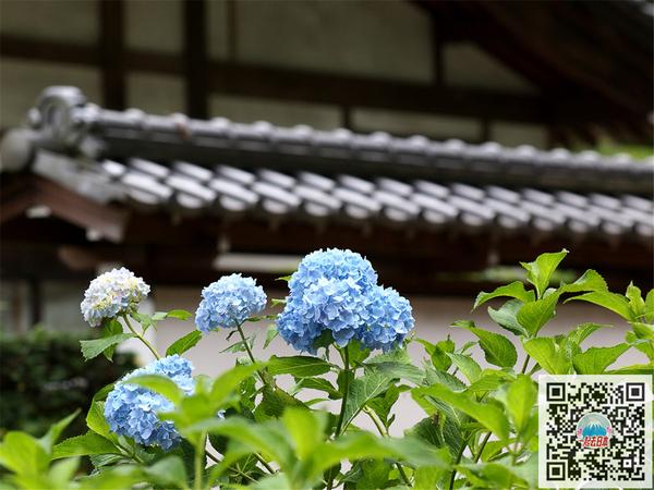 雨季的清新色彩 日本10大最美紫阳花名所 知乎