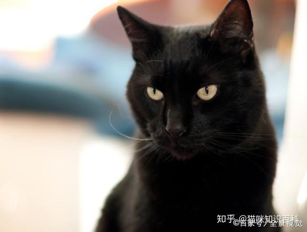 黑猫为什么少人养?除了不吉利,还有这5大原因 - 知乎