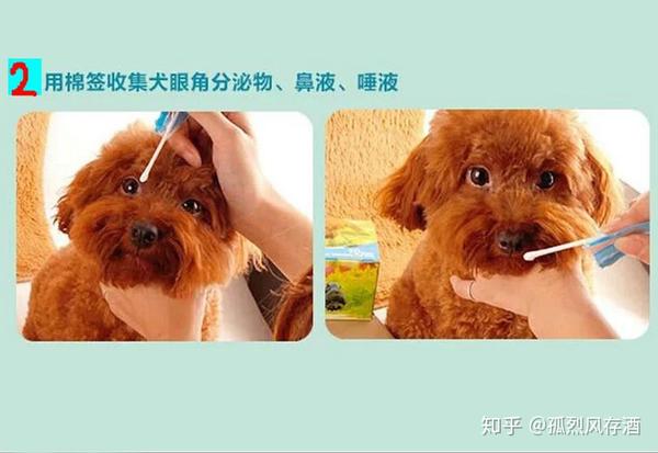 爱宠小科普 犬瘟热的鉴别与预防 知乎