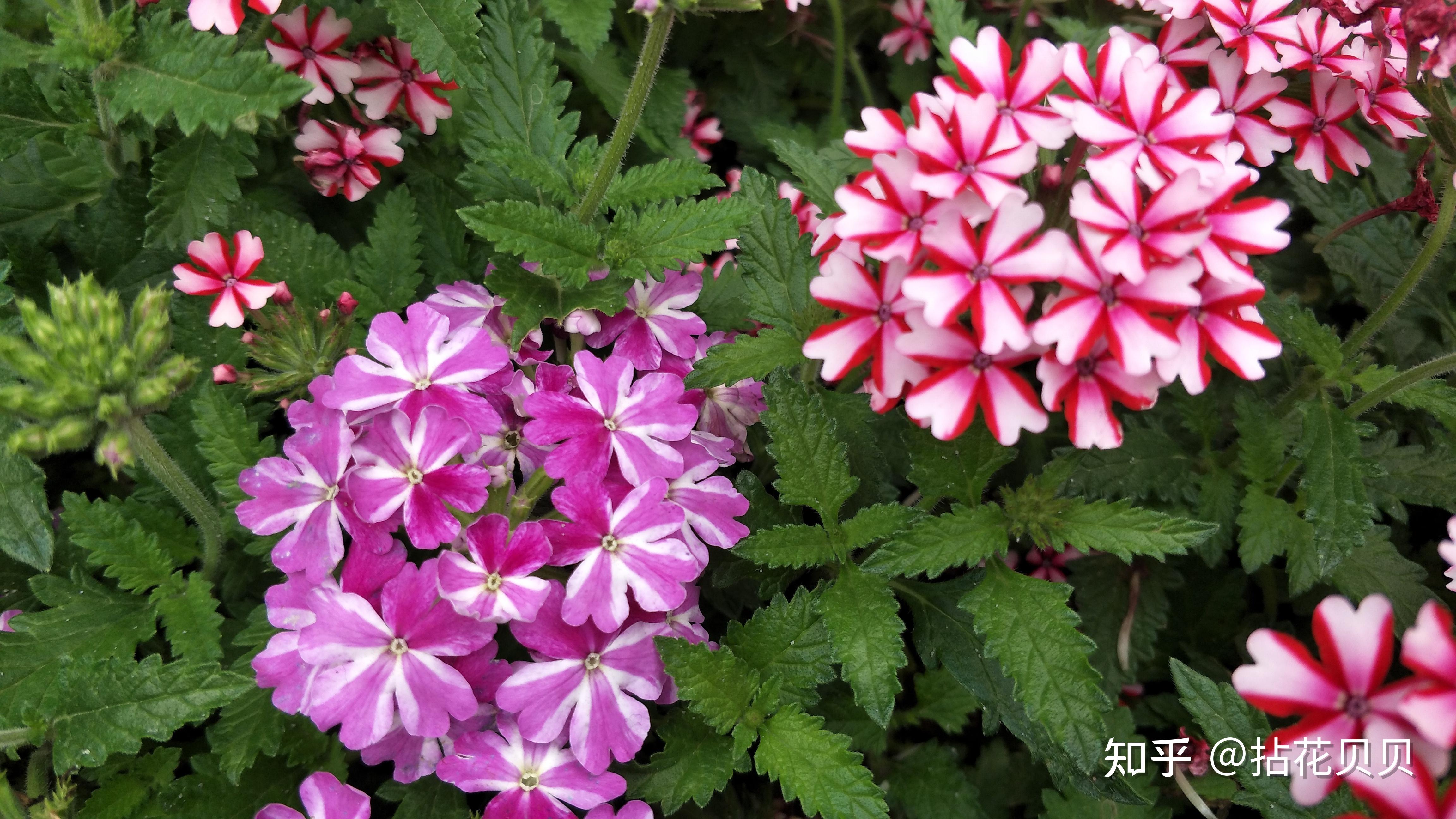 遇见花开‖ 2021深圳花展中遇到的那些稀罕花草