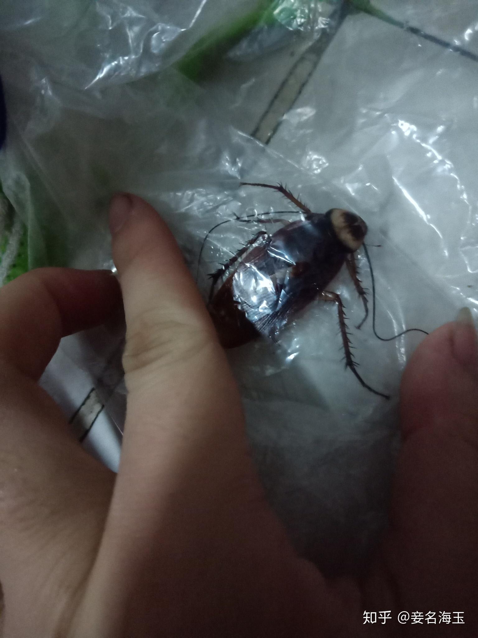 南方的蟑螂真的很可怕吗