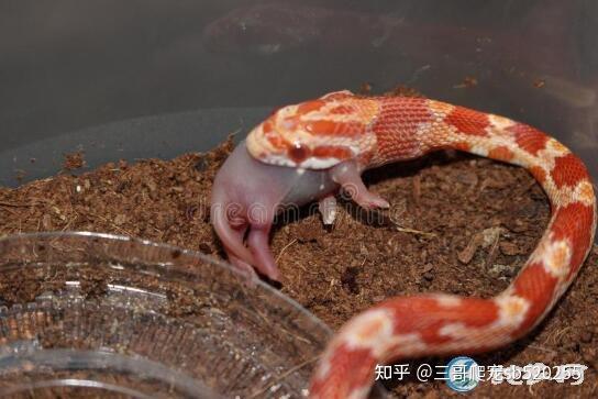 玉米蛇销售玉米蛇哪里有买到