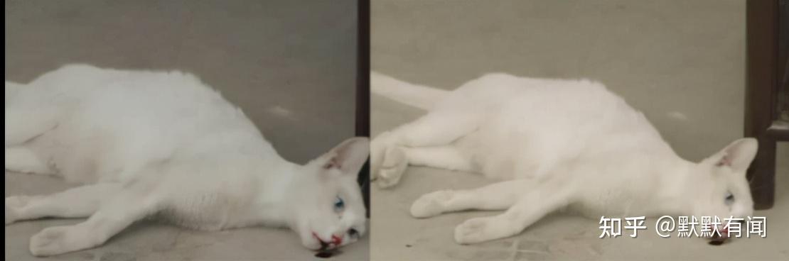 二,猫咪已呈角弓反张状态,即项背高度强直身体仰曲如弓,这是猫咪在