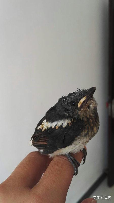 小四喜如有来生期待再次遇见你