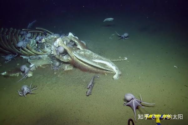 为何说一鲸落万物生