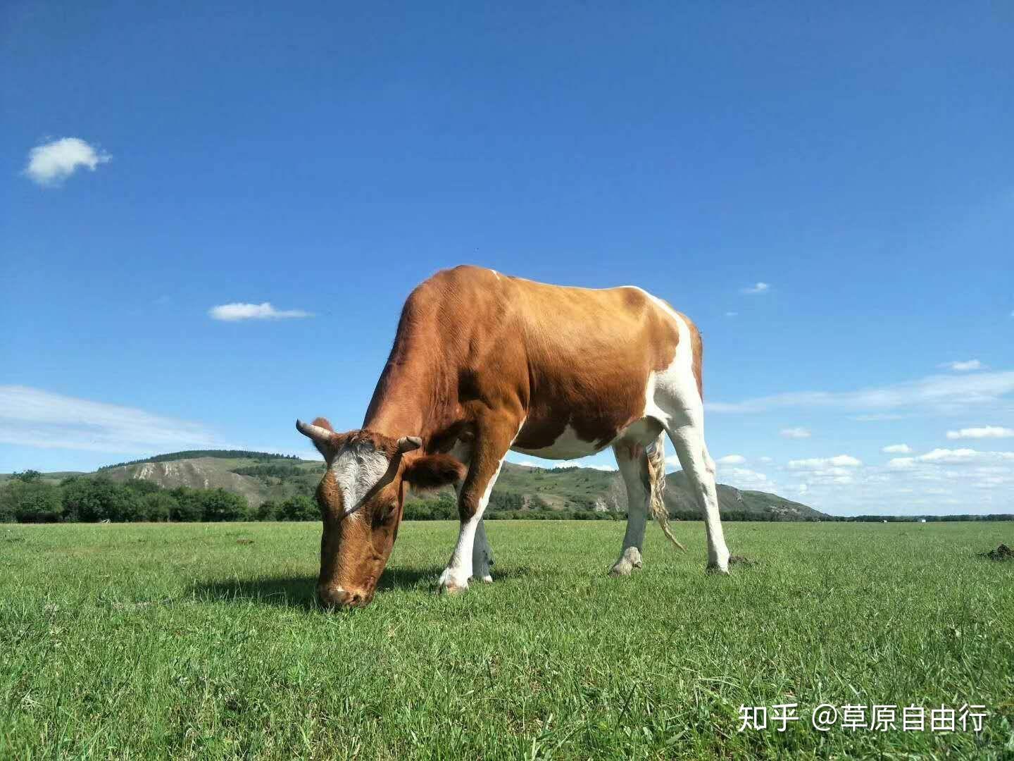 你知道来呼伦贝尔草原需要多少钱吗