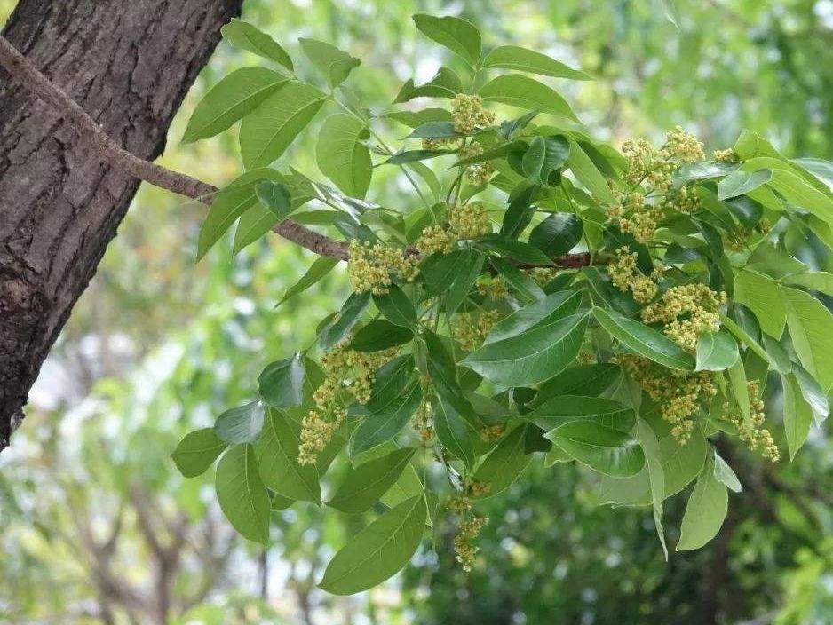 桃花芯木图片欣赏图片