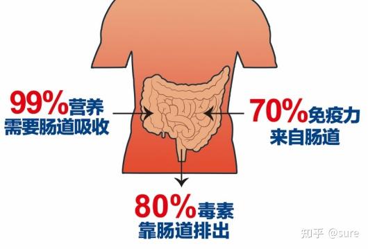 肠道不好怎么调理？平衡菌群，守护肠健康~ 知乎