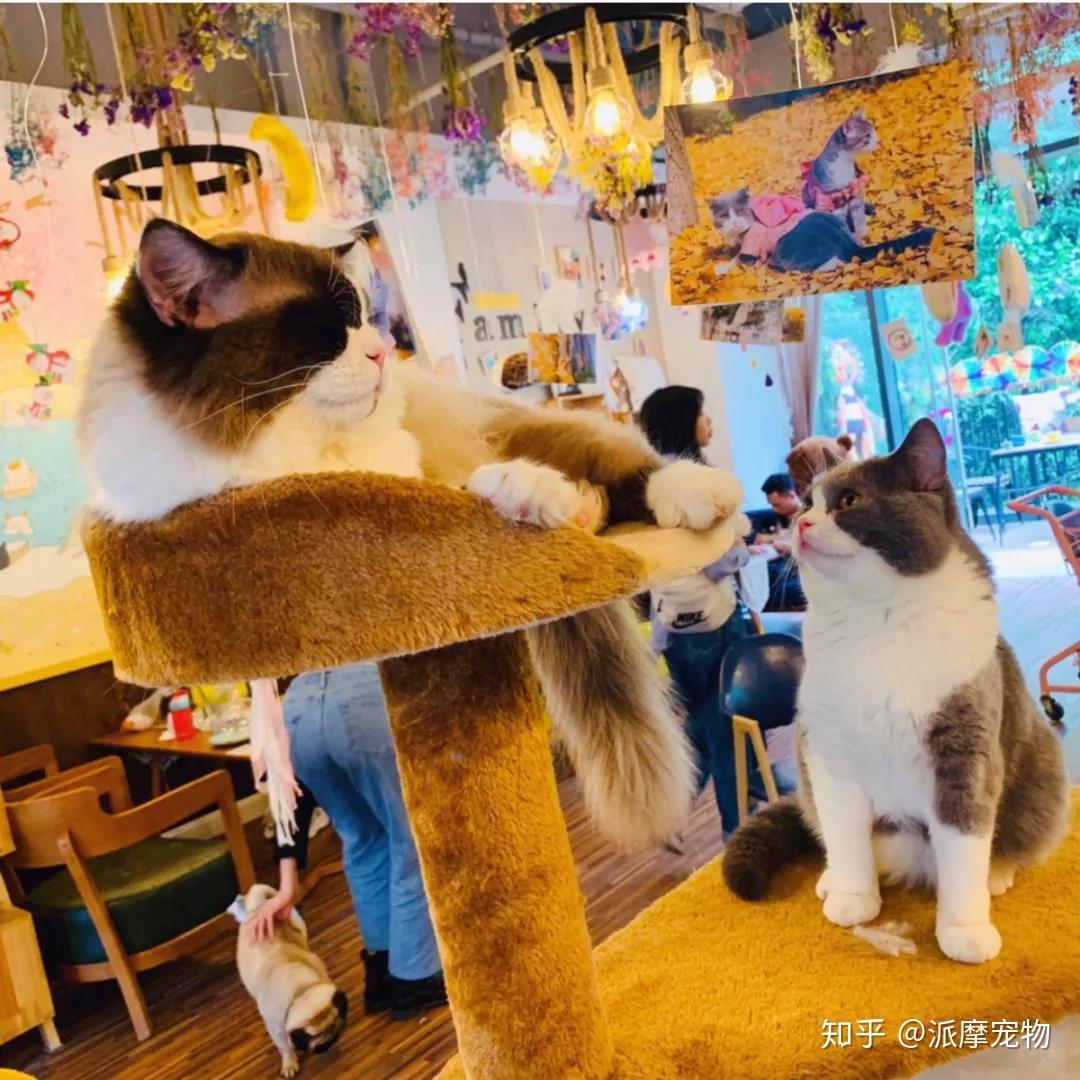 东京最有名的四家猫咪咖啡馆，简直萌到炸裂！ 中国咖啡网
