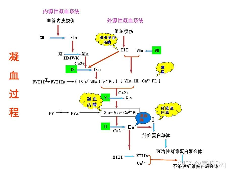 过程凝血一般分为三个步骤