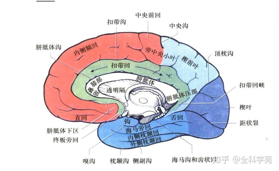 脑叶的功能解剖及病损表现 - 知乎