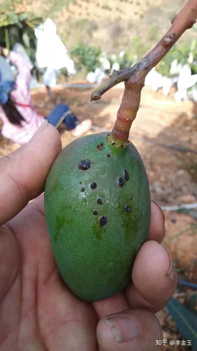 一般芒果比较高发的病害就是芒果角斑病,芒果角斑病又称细菌性黑斑病