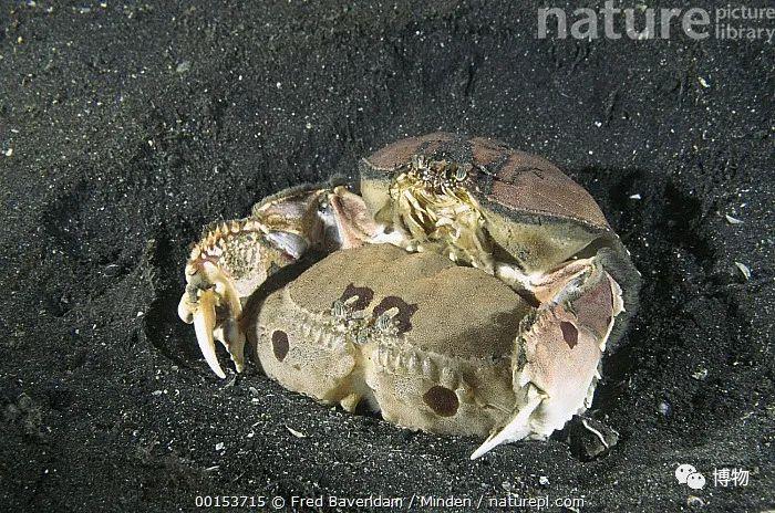 别嫌弃你的名字或许你听过肥胖秃头蟹吗