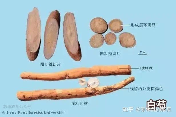 一味中药——白芍 - 知乎