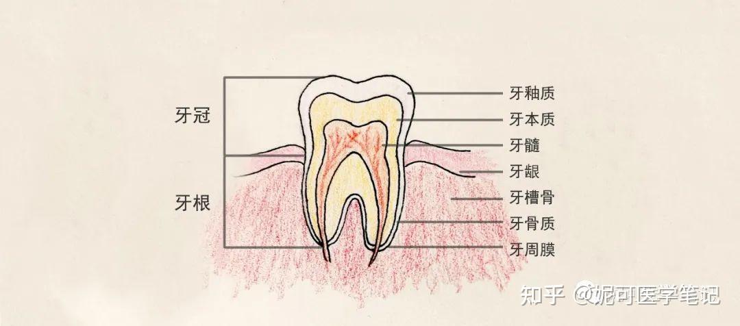 牙齿结构