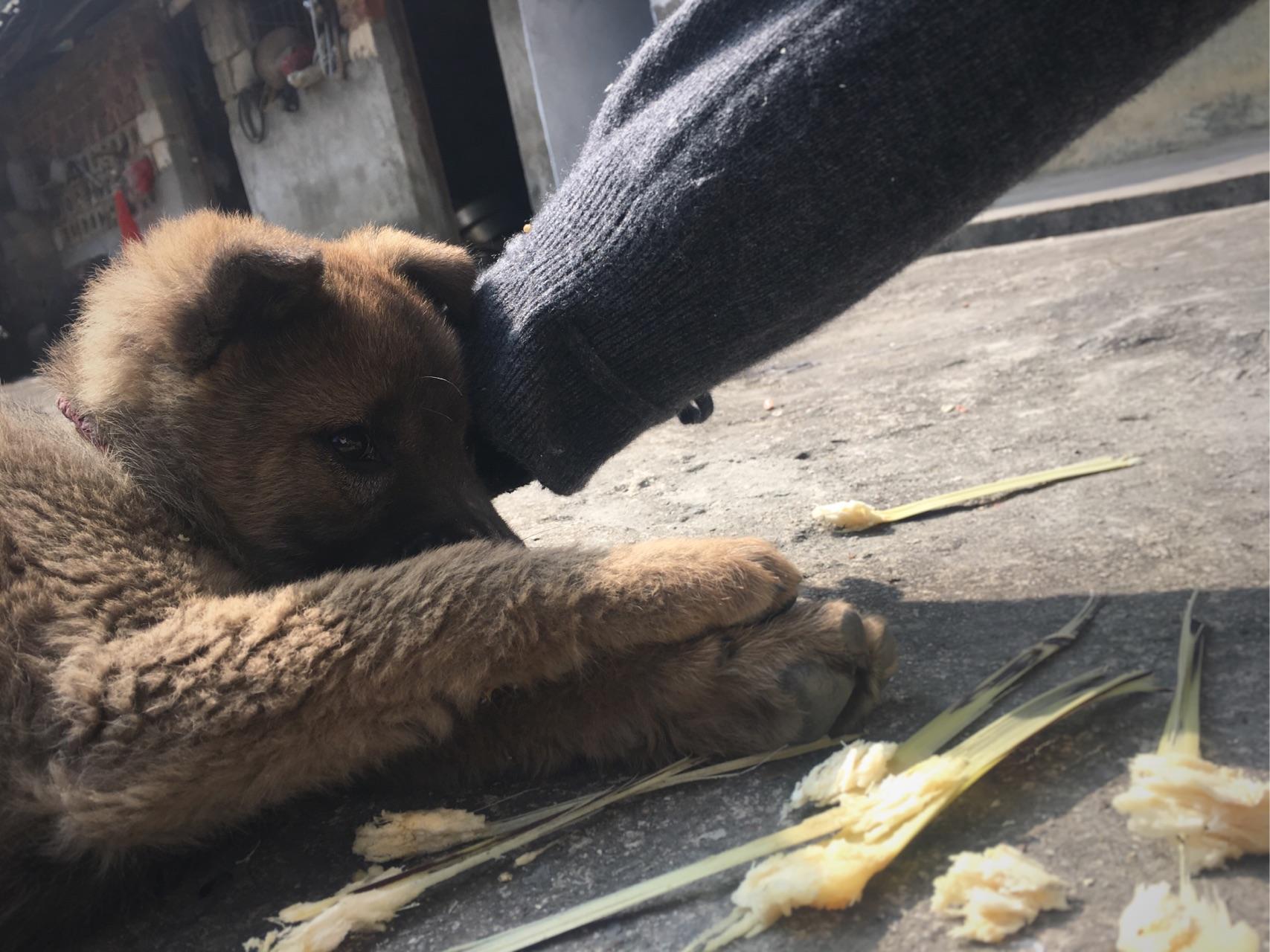 有一只特别粘人的狗是一种什么体验? - 沐初而