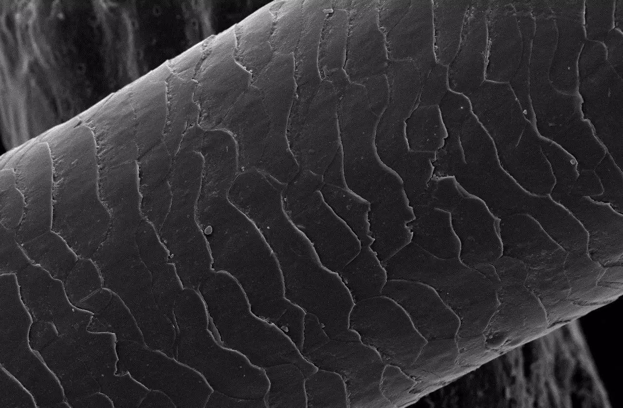 用光学显微镜观察头发毛鳞片 | xjpvictor's Blog