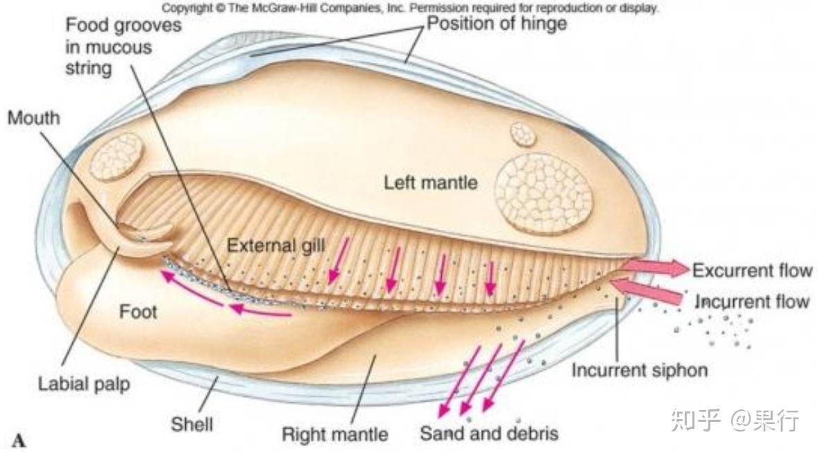 软体动物中瓣鳃纲与腹足纲头足纲的主要区别为什么会形成这样的区别