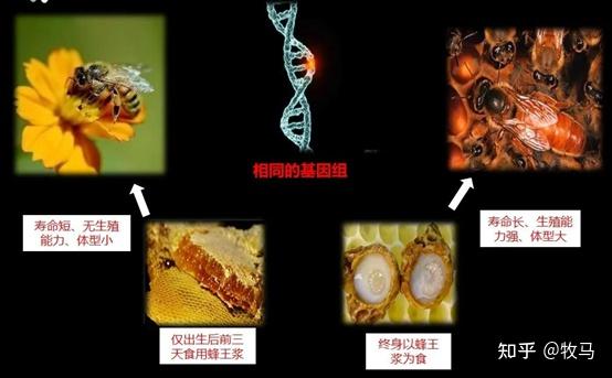 蜂王浆主蛋白(mrjps)是决定雌性幼蜂发育成为蜂王还是工蜂的关键成分.