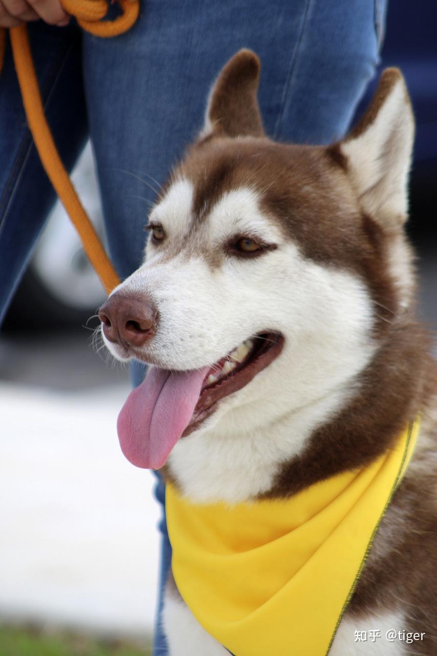 哈士奇小狗一天吃几顿吃多少