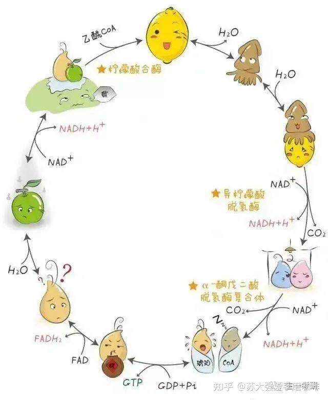 生物化学思维导图-糖代谢(二） - 知乎