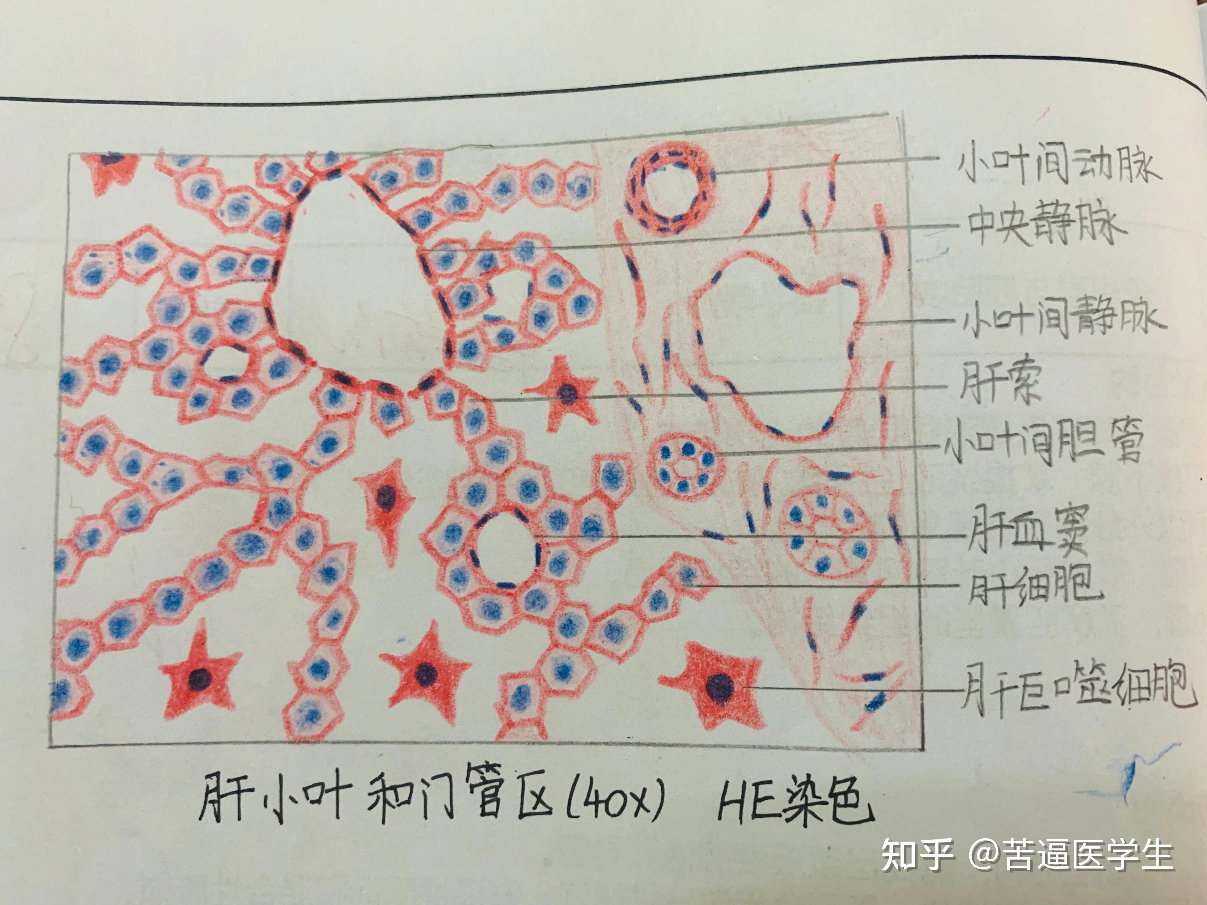 医学生专栏—组胚红蓝铅笔绘图(纯手绘🖐) - 知乎