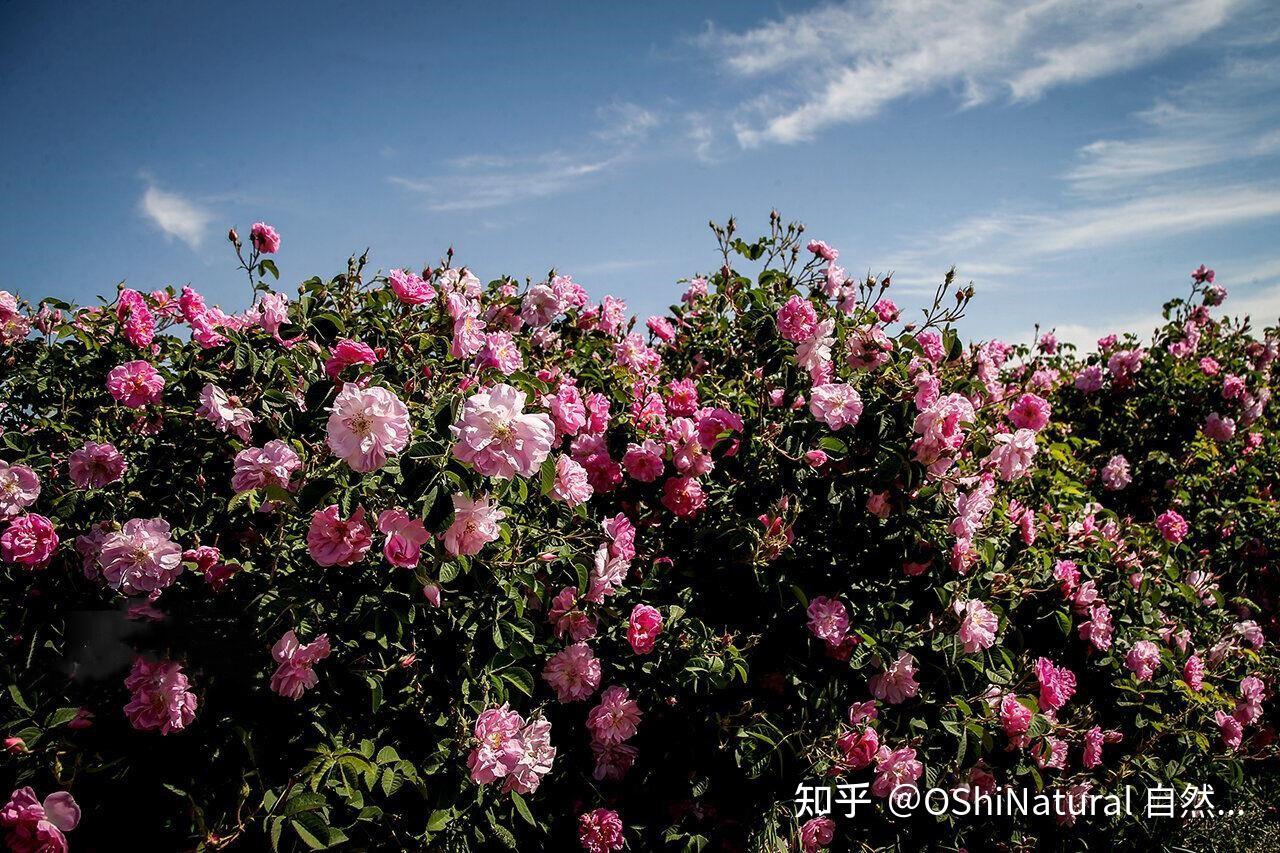 oshinatural 自然欧植丨大马士革玫瑰,是藏不住的心动,从开始就致爱于