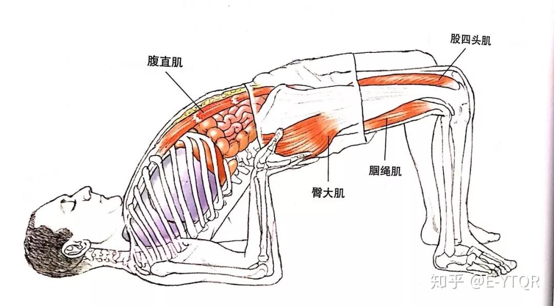 瑜伽体式桥式详解-唤醒你的身心 - 知乎