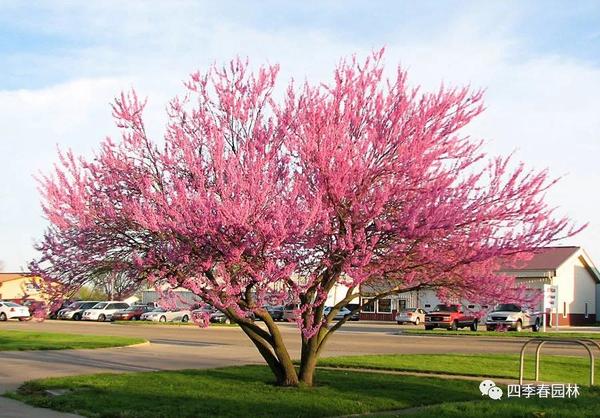紫荆树不仅能做观花行道树千姿百态的树形赋予多种园林应用形式