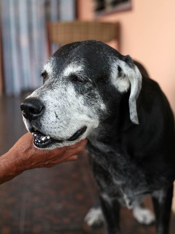 不可不知宠物可能遇到的12种老化疾病 知乎