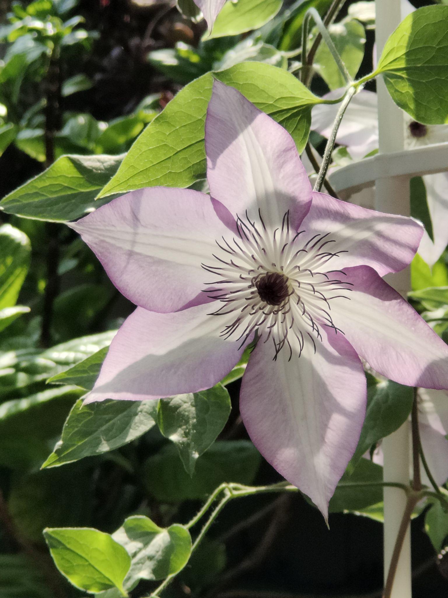 铁线莲开花啦 - 知乎