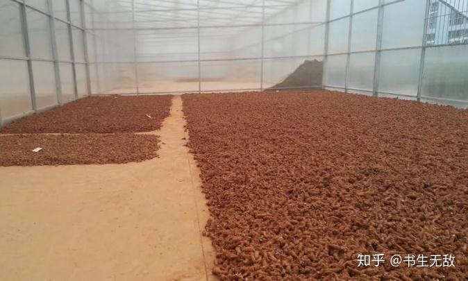 三七的加工流程一次看清楚