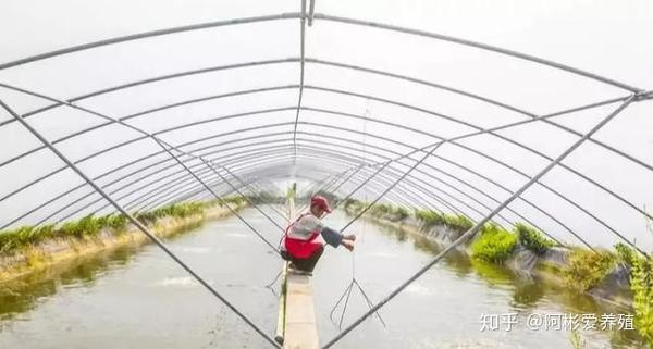 技术要点 掌握这几个关键点 冬棚养虾不再是难事 知乎