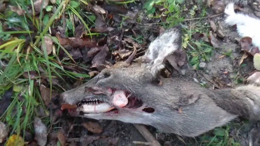 感染僵尸病毒的鹿已席卷美国24个州恐会传染给人