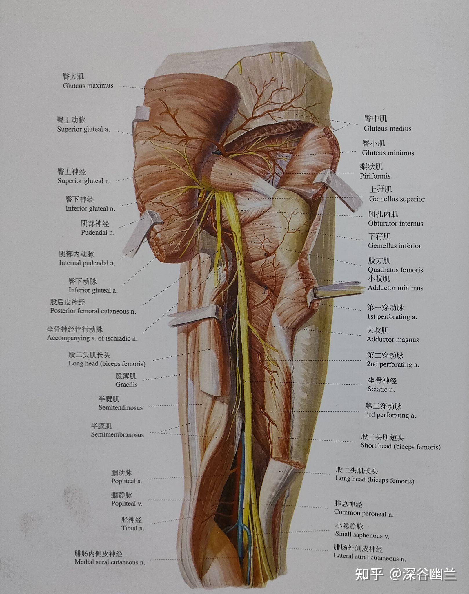 在股二头肌腱内侧;有膝上外侧动,静脉,布有股后皮神经,正当腓总神经处