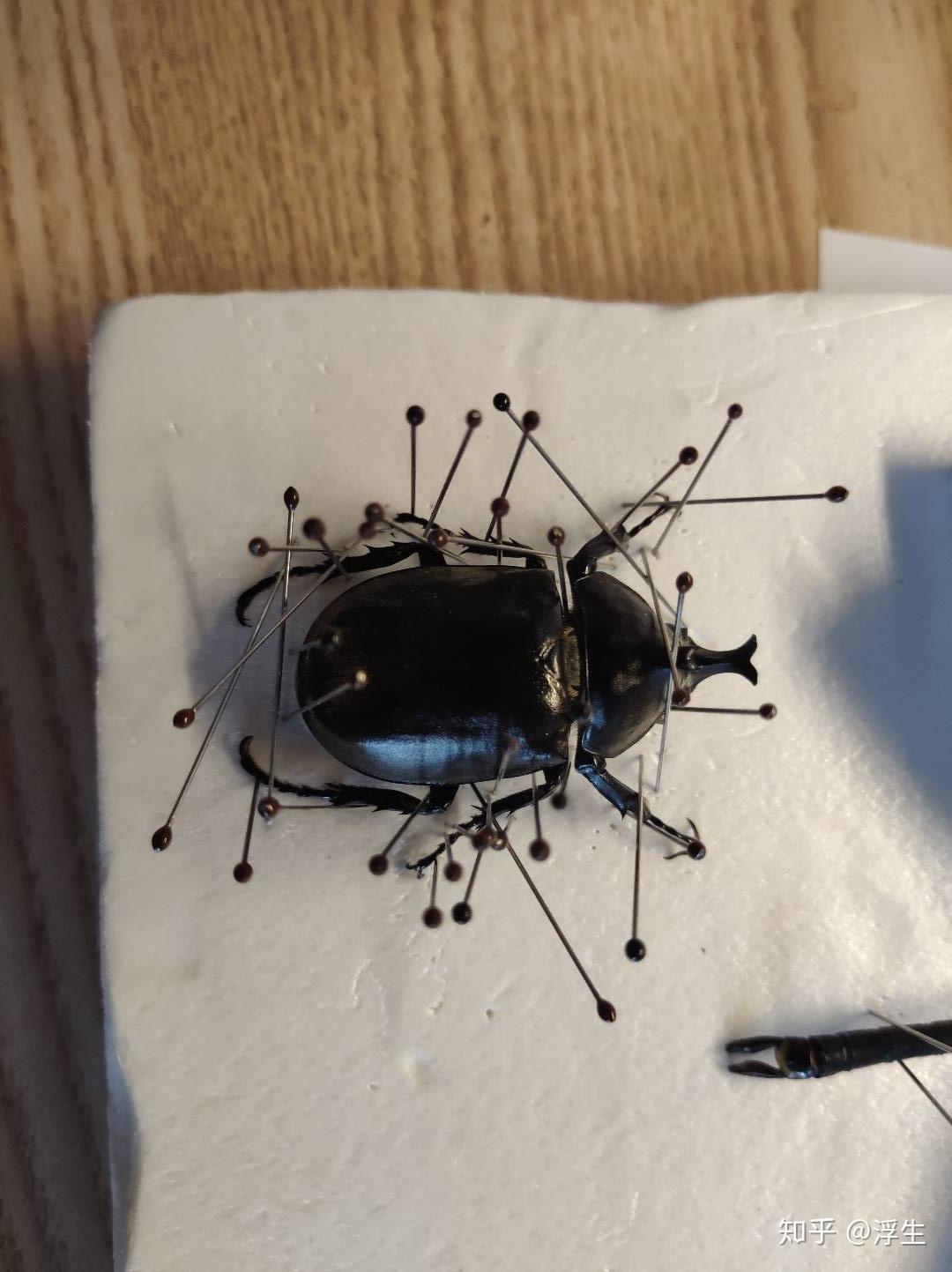 昆虫标本系列独角仙