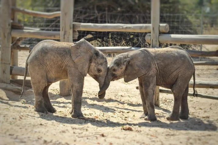 唯有行動生命才會有希望野生動物屬於大自然主題系列活動之大象篇線上